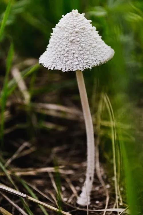 外形:半卵形斑褶菇主要生长在四川,陜西,西藏等地区,外表如寺院里的