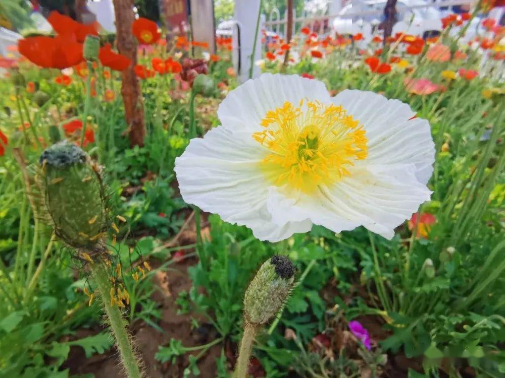 蔷薇花几月份扦插好 d1b9d7f637eb4171a8f95da8ab84b81c.jpeg