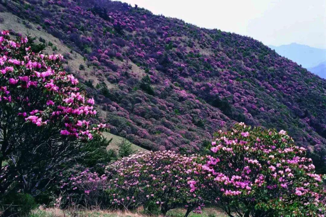 神农架高山杜鹃花大面积盛开!面向全国征集摄影作品