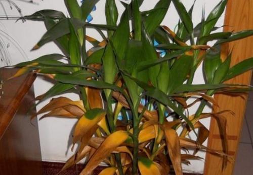 龟背竹怎么浇水才能不烂根 da27ffd0d8ee42749ac20452c7892f64.jpeg