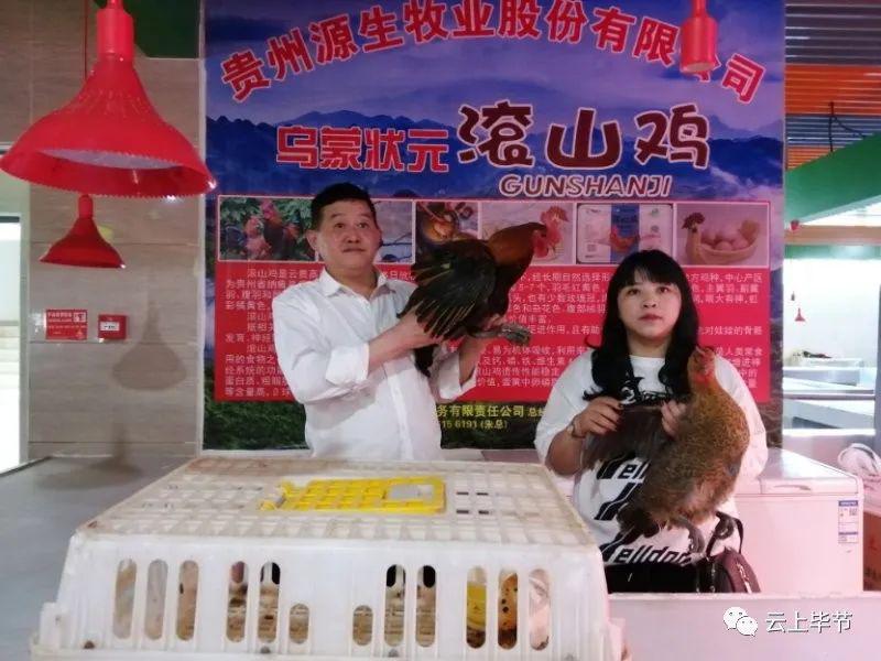 有口福了在毕节这里可以买到正宗纳雍滚山鸡吃鸡走起
