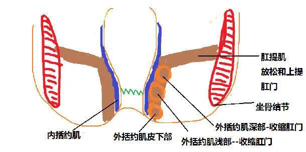 因此,多无明显,在手术时仅有牵拉感;肛门口上2cm左右为齿线,齿线上方