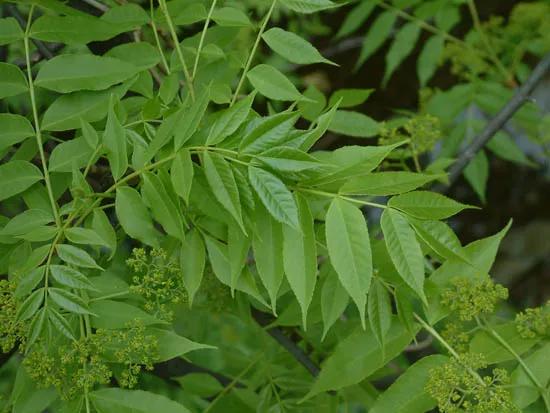 用树叶汁液杀虫喷洒在受同类害虫侵害的蔬菜上,因气味忌避,害虫拒食