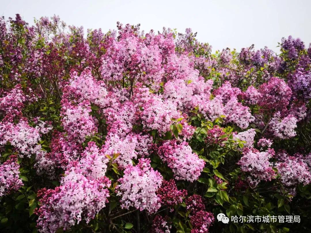 城管动态冰城丁香次第绽放寻香不聚集多条赏花线路来啦