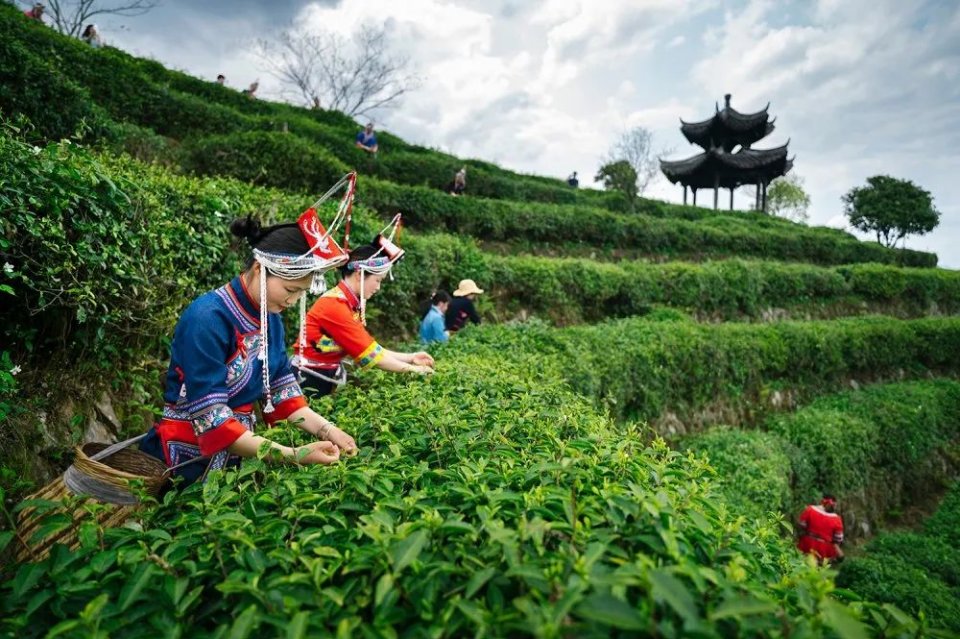 景宁畲族自治县人民政府县长 钟海燕 直播现场,穿插了三个外景的直播