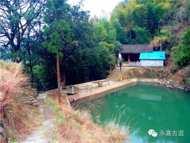 温州云岩岭古道,山峰奇秀,流水潺潺,百年古木林立,蔚为壮观_云岩村