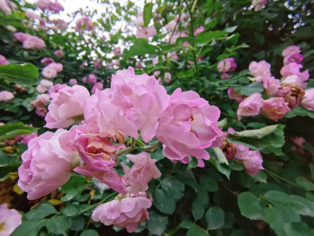 是 蔷薇属部分植物的通称,主要指蔓藤蔷薇的 变种及园艺品种.