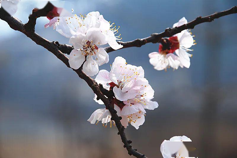 唐诗里的杏花,红花初绽雪花繁,重叠高低满小园