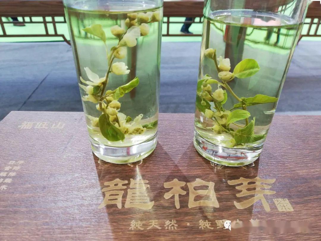 明日剧透陈炉茶叶新宠龙柏芽