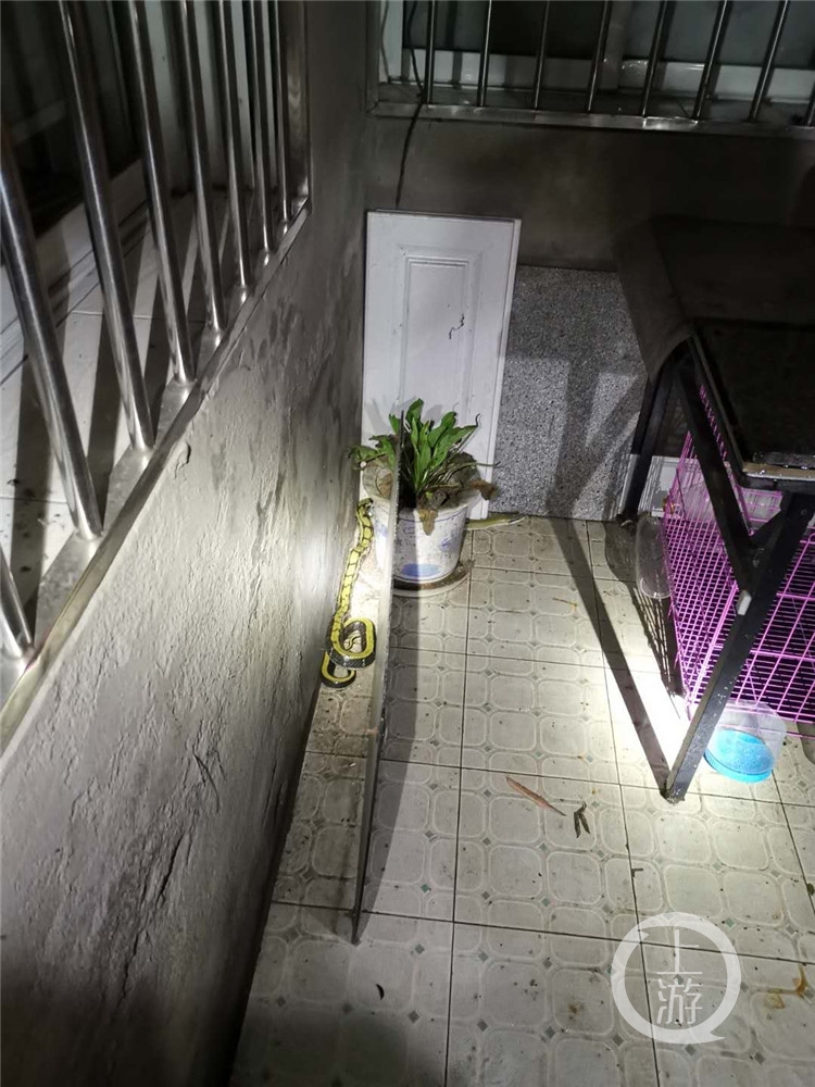 鹌鹑跑到家里好不好