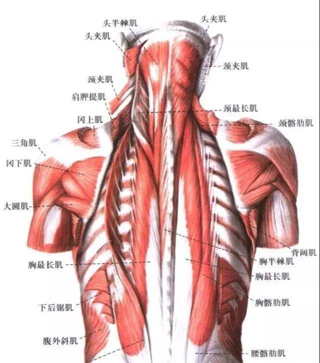 二,肩膀,上背部和上臂疼痛有关的肌肉(16块)