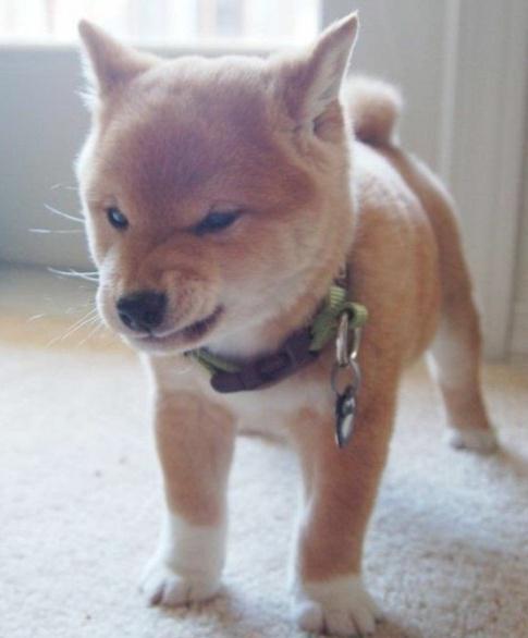 原创柴犬是什么绝世小可爱?小时候可爱是真的,还养什么柯pink柴吧!