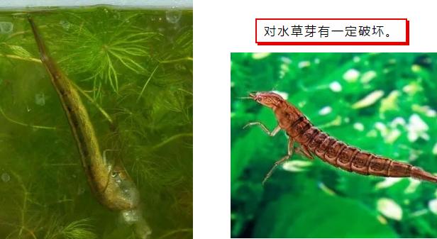 虾蟹池塘水草图解