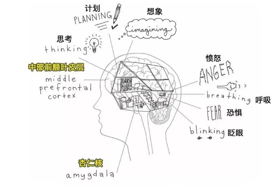 孩子情商高不高,就看大脑这个部位好不好_情绪