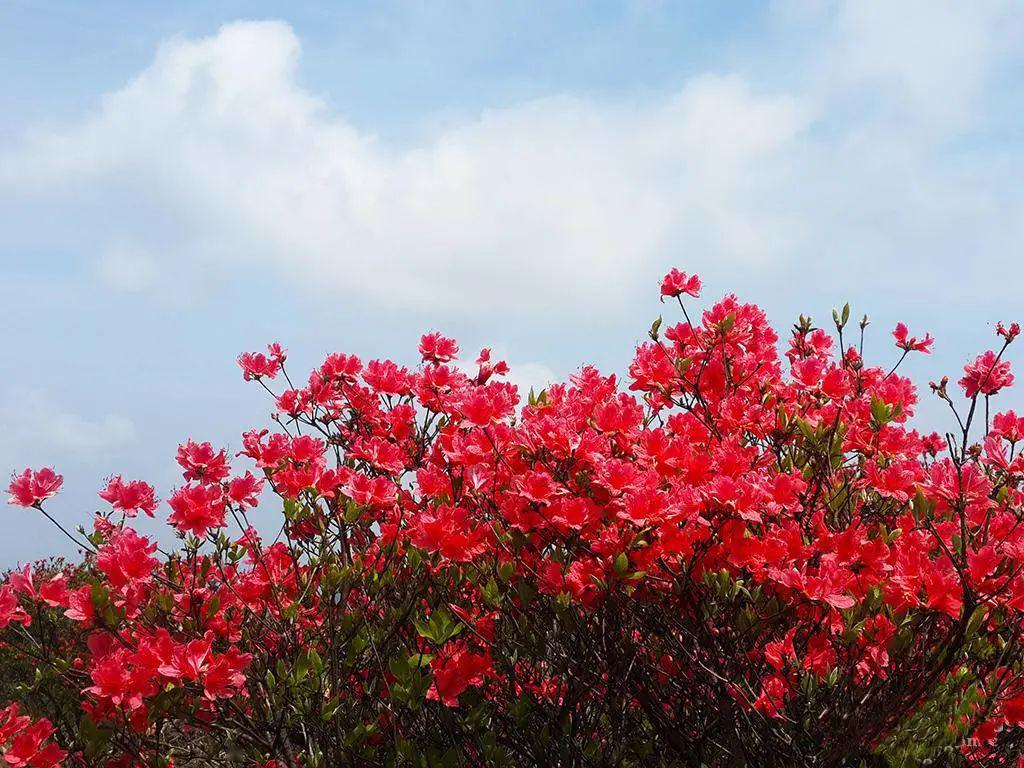 【风景这边独好】天门嶂的杜鹃花海红了,是时候约一波