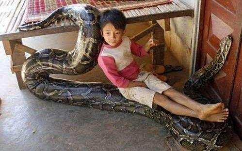 蛇是哪年出生的今年几岁 25824be3112146e9993309291486880f.jpeg