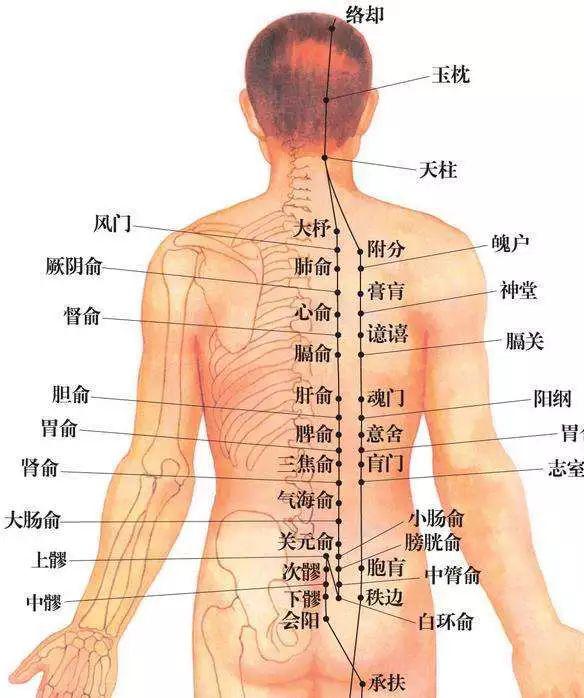 【3】 肩胛骨冈下窝中央凹陷处小肠经的  天宗穴也是治疗"乳痈"等