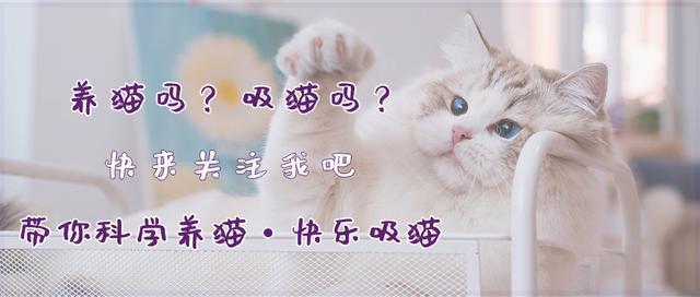中国狸花猫被CFA除名跌落神坛？狸花：那又如何，朕不稀罕