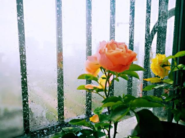 散文诗夏雨晨思
