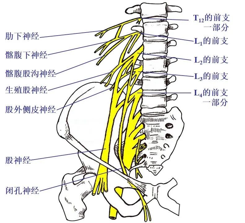 骶丛的分支臀上神经(l4,l5,s1 )臀下神经(l5,s1,s2 )股后皮神经(s1-s3