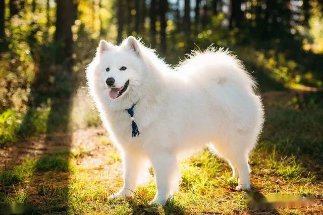 十大世界名犬,其中一些好多人都没听说过,更别提见到过