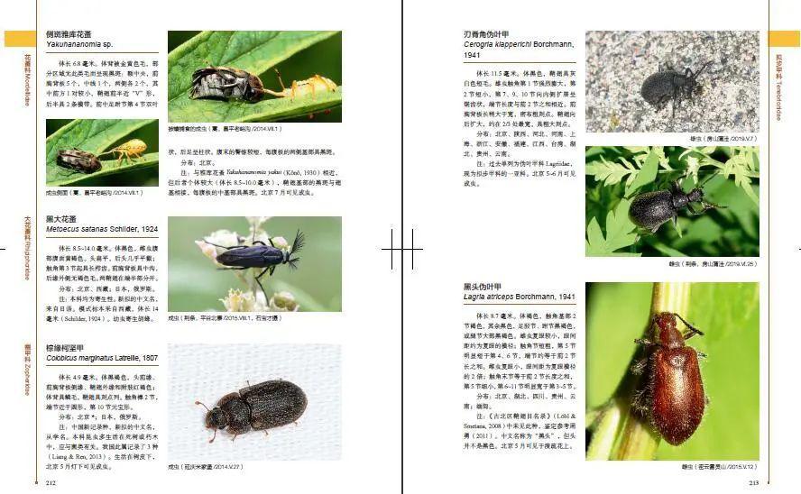“上帝过分偏爱甲虫”