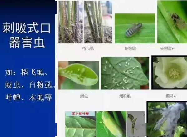 斑潜蝇