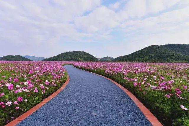 杭州铜鉴湖花海刚过完一个假期如今现场让人心酸不已