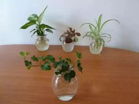 家里水培植物长得老不如土培的好估计养法出问题了