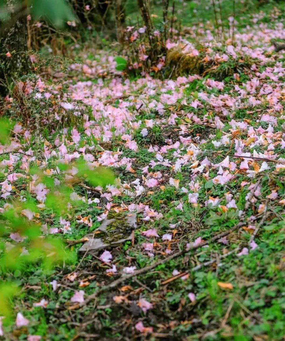 花开满城阿坝州这4处赏花胜地一定不能错过