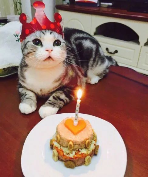 猫咪过生日对不起爸爸买不起礼物只能