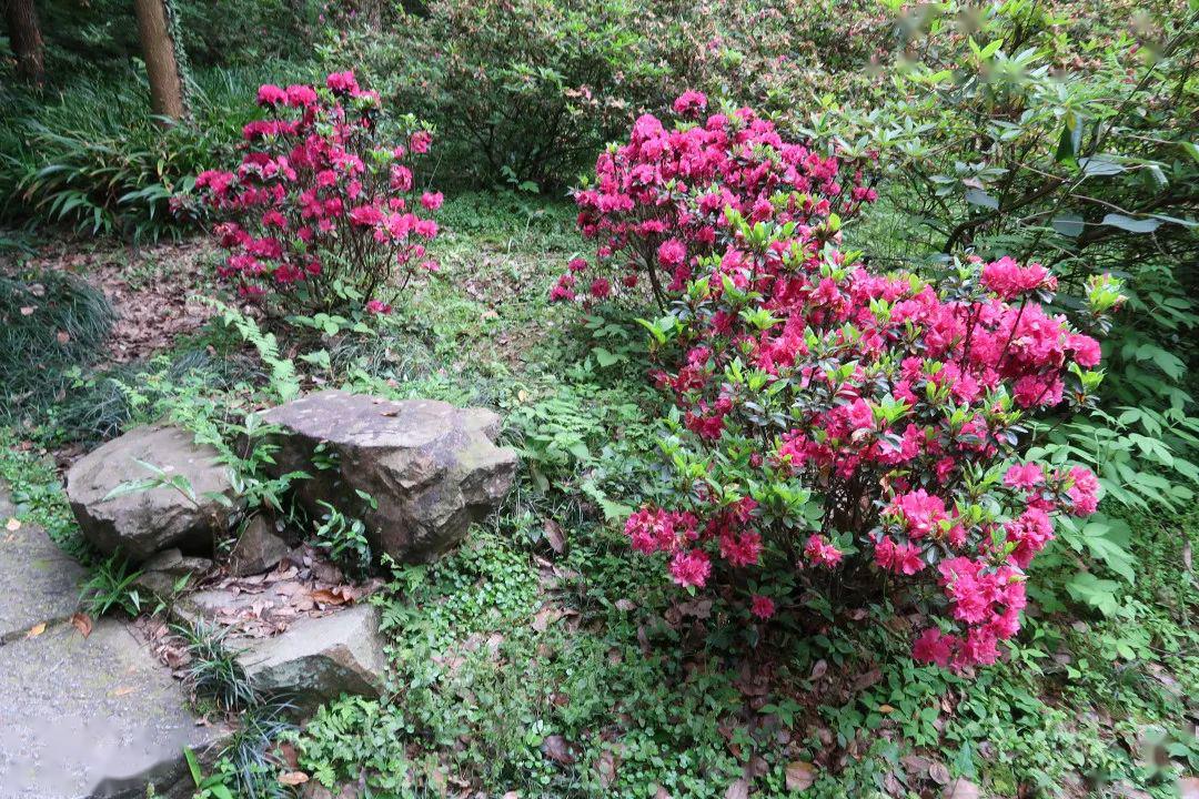 劳动勋章红阳杜鹃花的花语是"爱的喜悦,永远属于你.