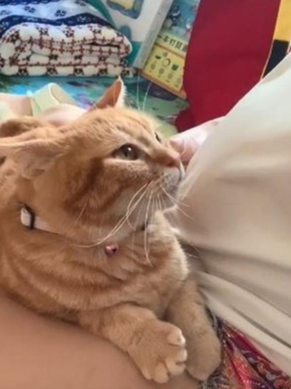 怎么才能让小猫怀宝宝 5b956d64fcf74912818e8c6b0af59072.jpeg