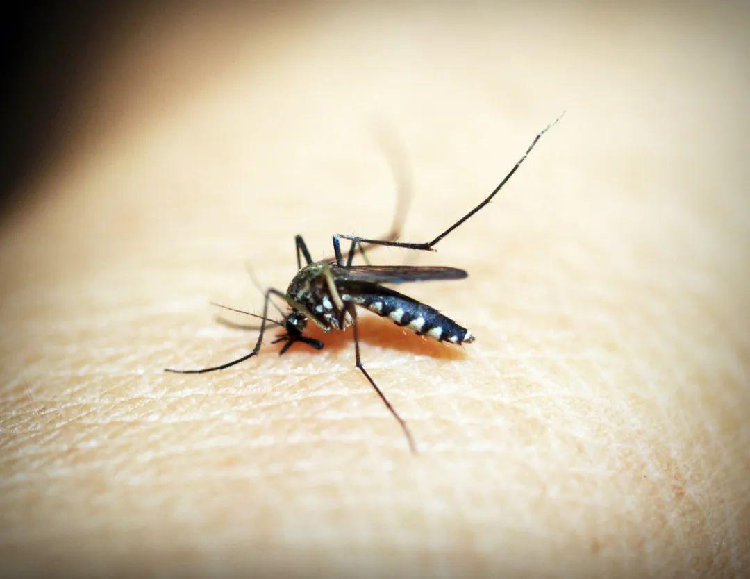 蚊子会传播新冠病毒?真相是…夏季防蚊灭蚊不容忽视!