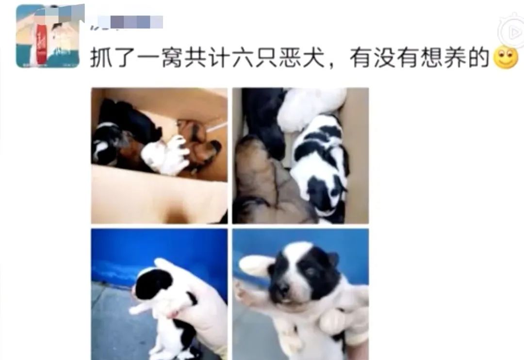 群众报警称有多只恶犬咬人，警察赶到后一脸懵逼