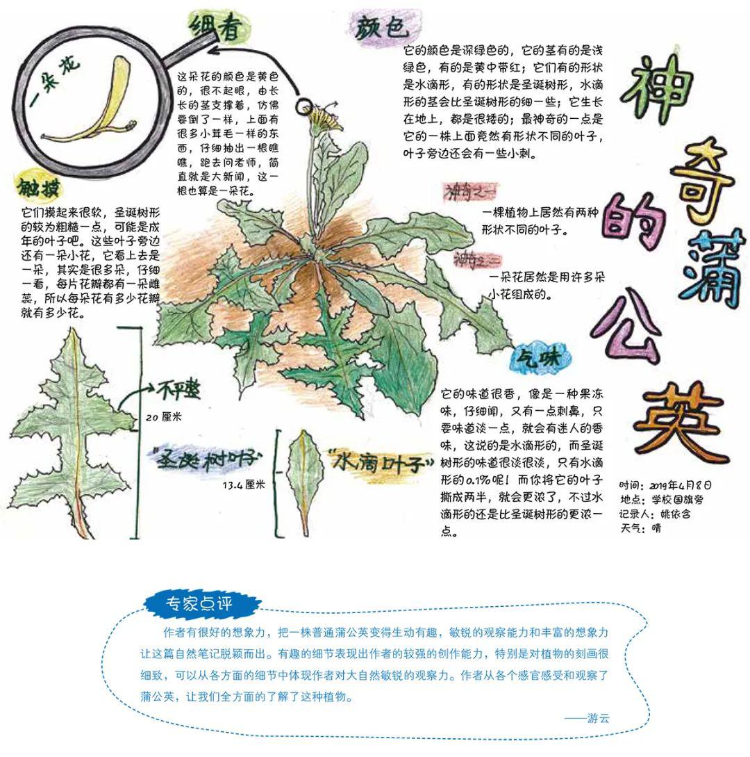 绘眼看自然长隆杯第二届自然笔记大赛获奖作品展示2