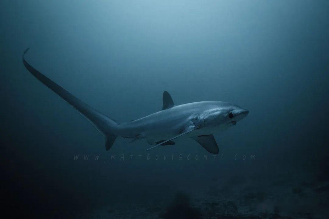长尾鲨thresher shark在2016年被列入「濒危野生动植物国际贸易公约」