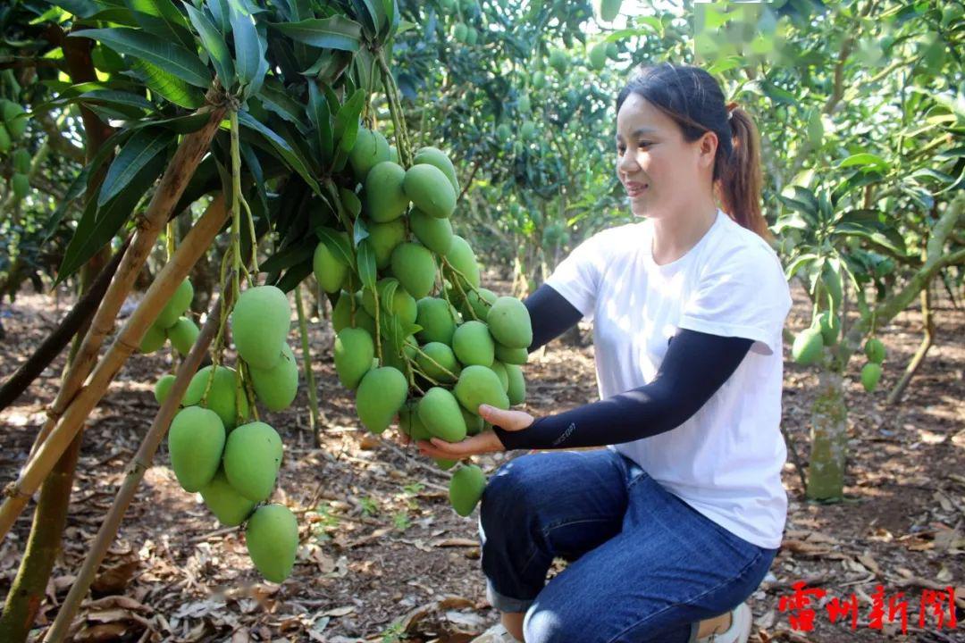 厉害了雷州80后美女靠种芒果带富一条村