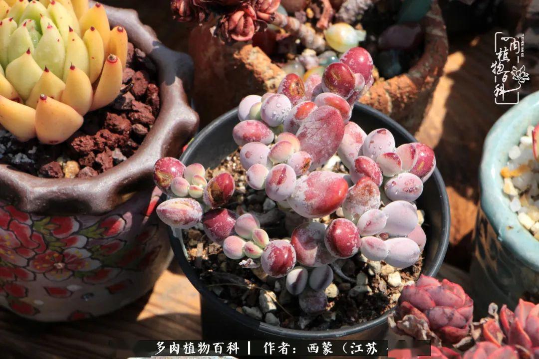 身心俱疲的时候,多肉花园就是我精神的栖居地!