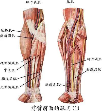 4,上臂肌群:三角肌——大圆肌——背阔肌——喙肱肌——肱二头肌
