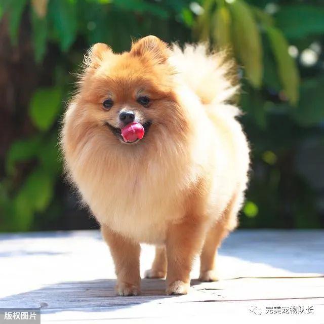 十大世界名犬其中一些好多人都没听说过更别提见到过