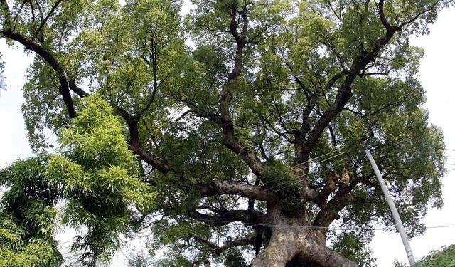 猜成语蚂蚁 溃_千里大坝溃于蚂蚁(3)