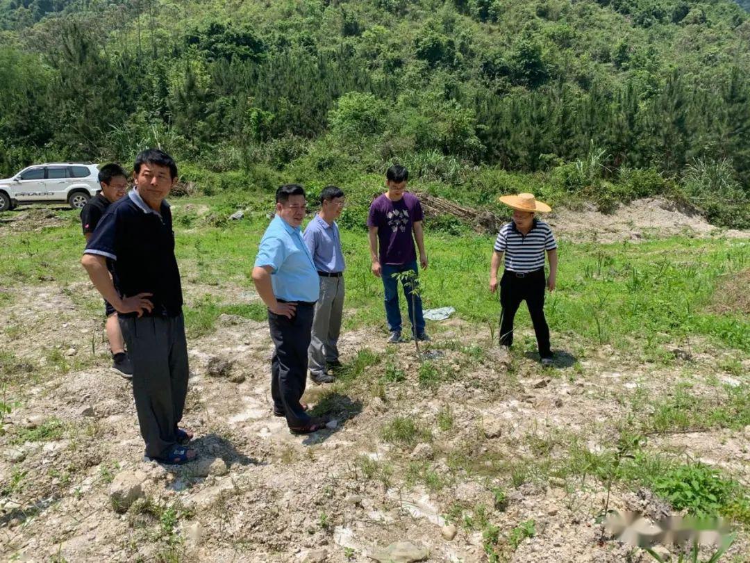 陈会邦一行在保安村核桃油茶示范点实地查看产业发展