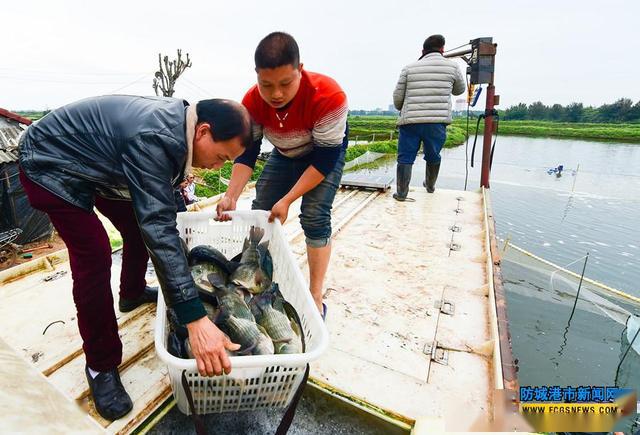 广西防城港市:东兴亿洋水产公司养殖的"海罗非鱼"深受市内外食客的