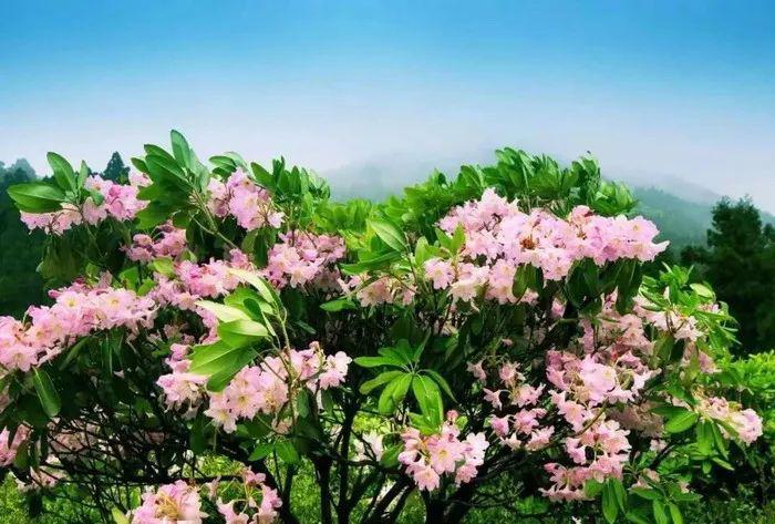 华顶杜鹃红517徒步徐霞客古道尽赏天台云顶杜鹃镶满山