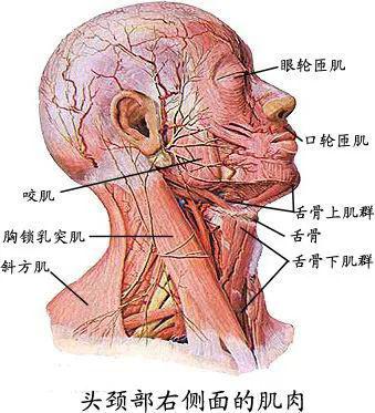 一,头颈部疼痛有关的肌肉(24块)