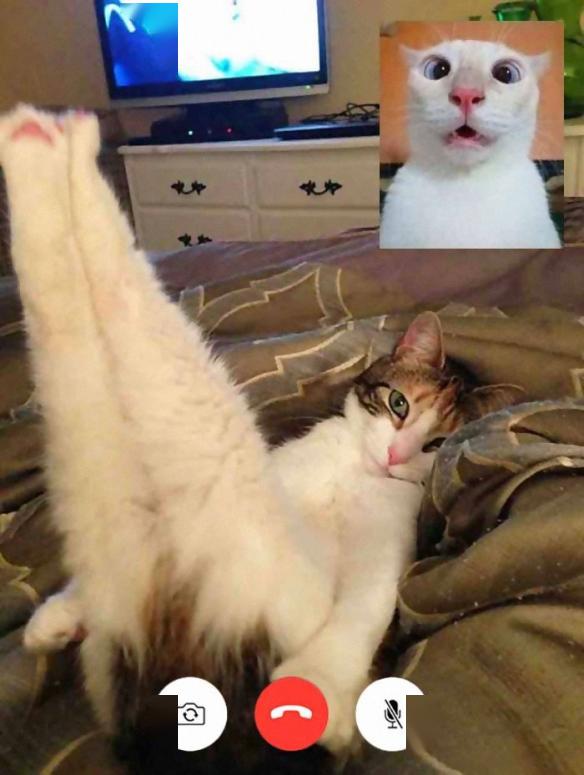 家的猫咪突然开始玩视讯～大概就会像上面的画面不仅搞笑又很神奇吧!