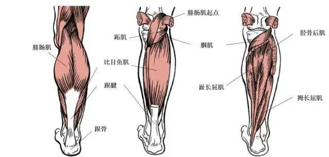 七,小腿,踝部和足部痛有关的肌肉(21块)3,股二头肌——半腱肌——半膜