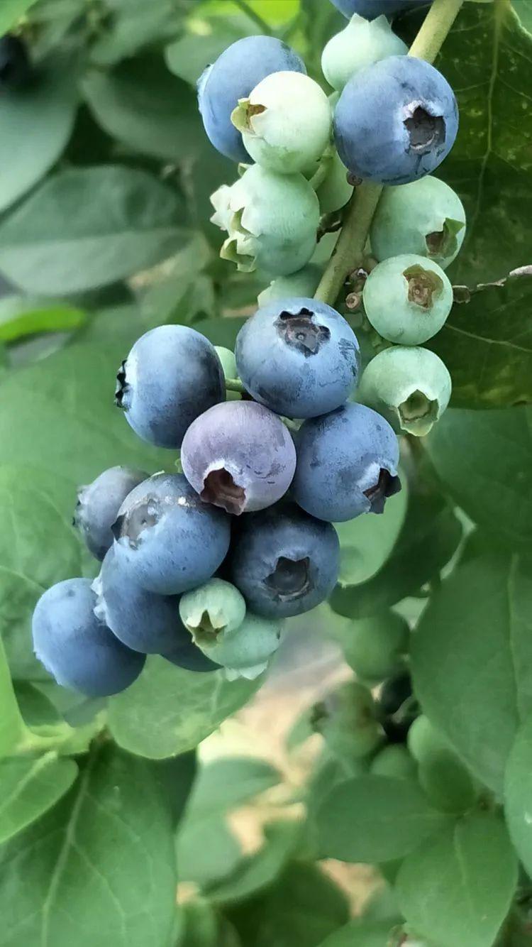 韶关这个果园的蓝莓成熟啦!赶紧组队来摘