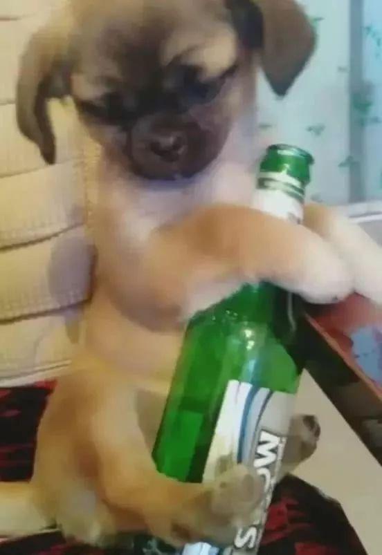 可爱,但是主人不怎么友好,喂小狗喝啤酒 这只小狗已经被主人灌得醉了